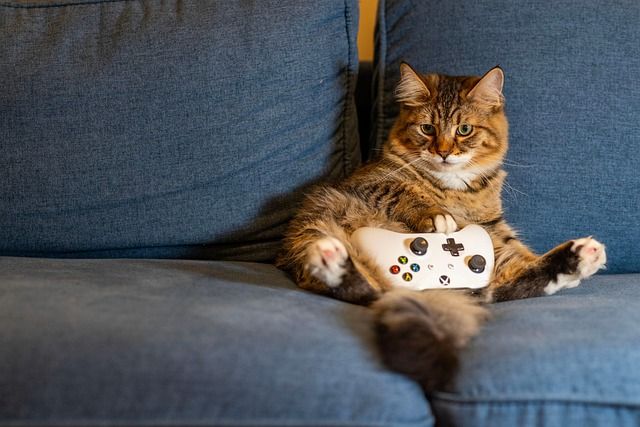 كيفية إنشاء متجر ألعاب وسوق إلكتروني للـ Esports بدون برمجة