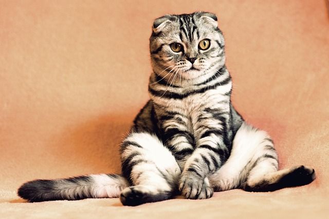 كيفية إنشاء Pet Services Websites لخدمات البيطرة (بدون برمجة)
