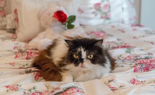 بديل Lovable لبناء تطبيقك بدون برمجة